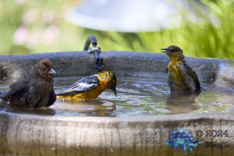 Bullock’s Orioles