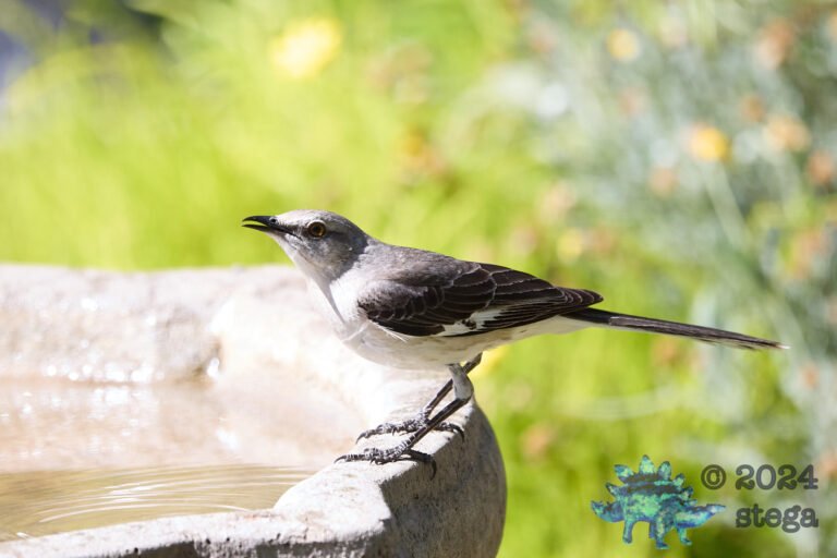 Northern Mockingbird