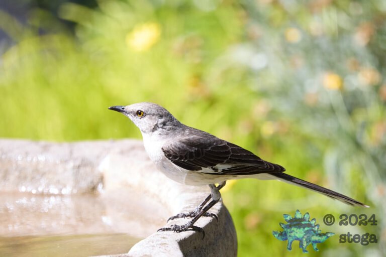 Northern Mockingbird