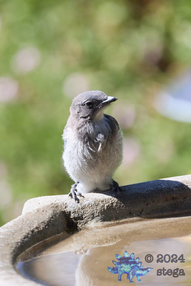 California Scrub Jay Week