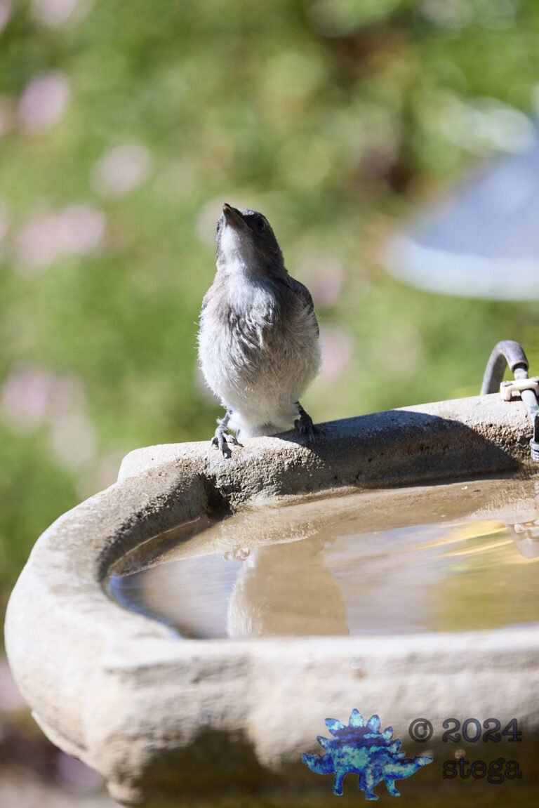 California Scrub Jay Week