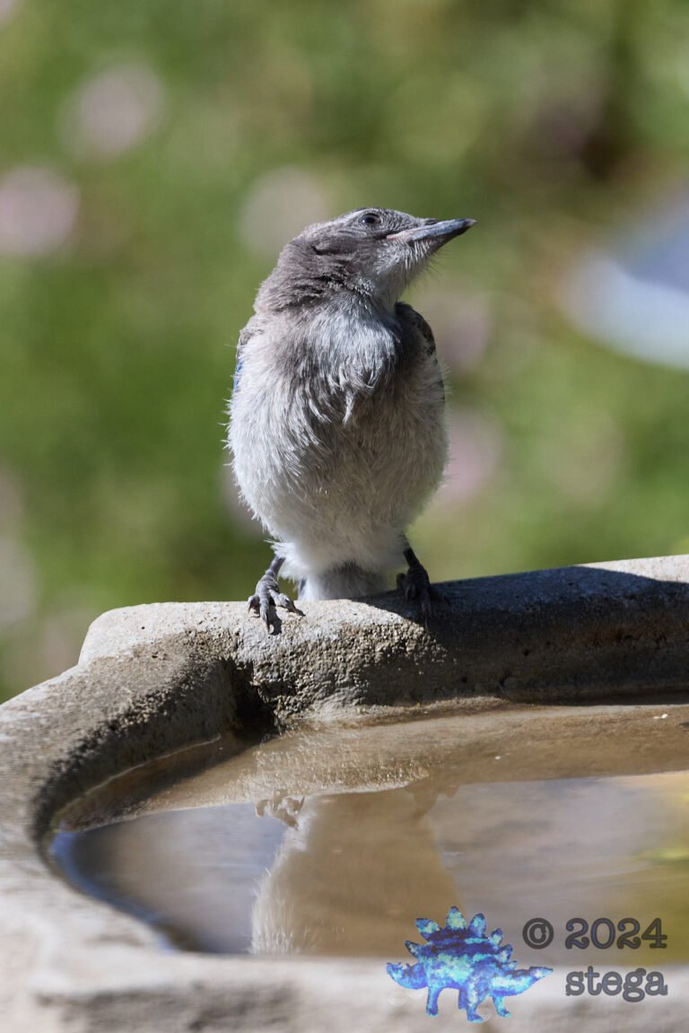 California Scrub Jay Week