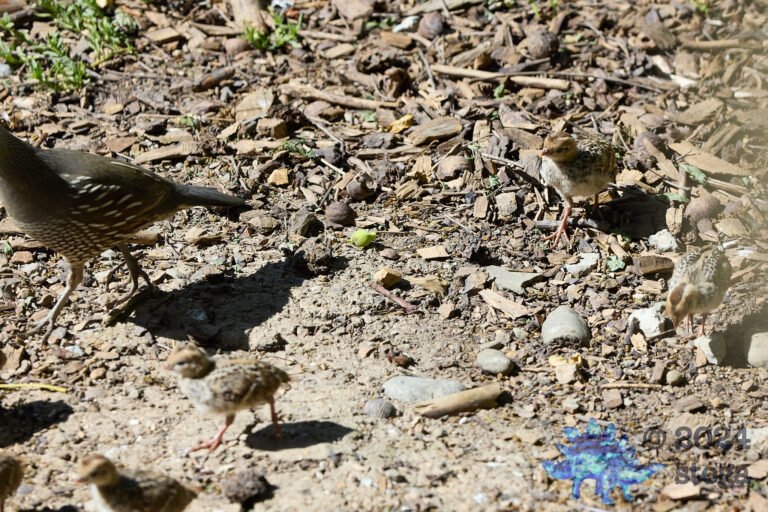 California Quail