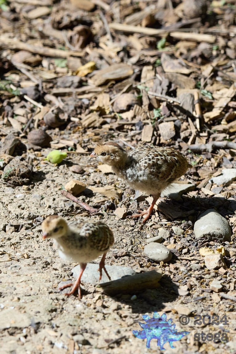 California Quail