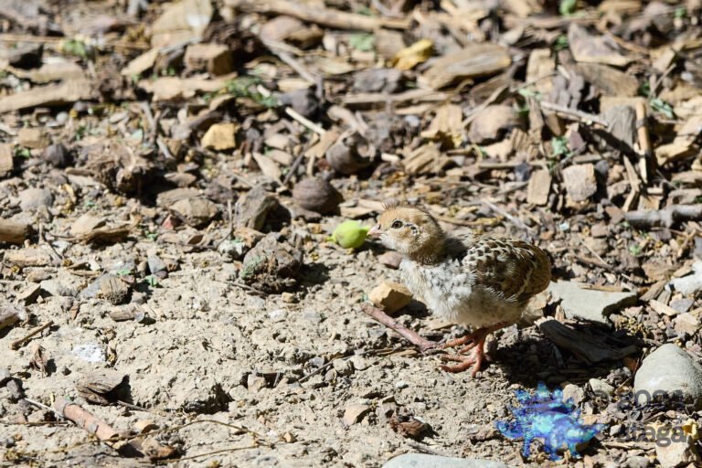 California Quail