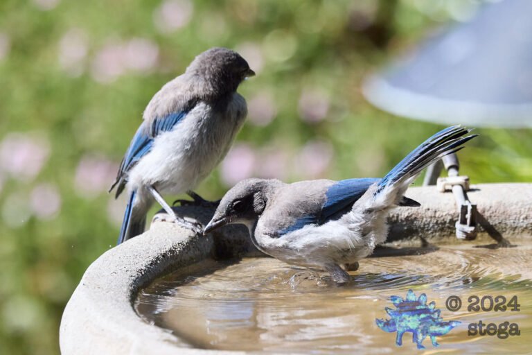 California Scrub Jay Week