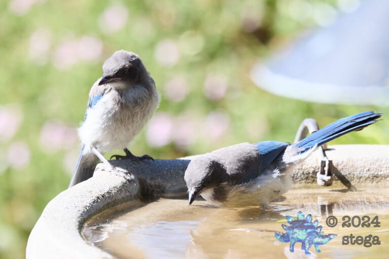 California Scrub Jay Week