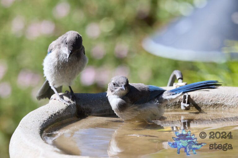 California Scrub Jay Week