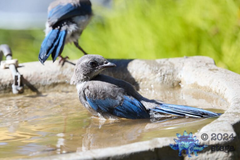 California Scrub Jay Week
