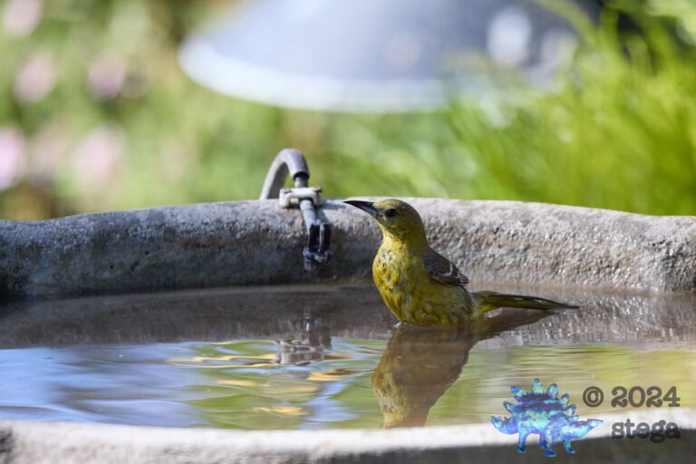 Hooded Oriole