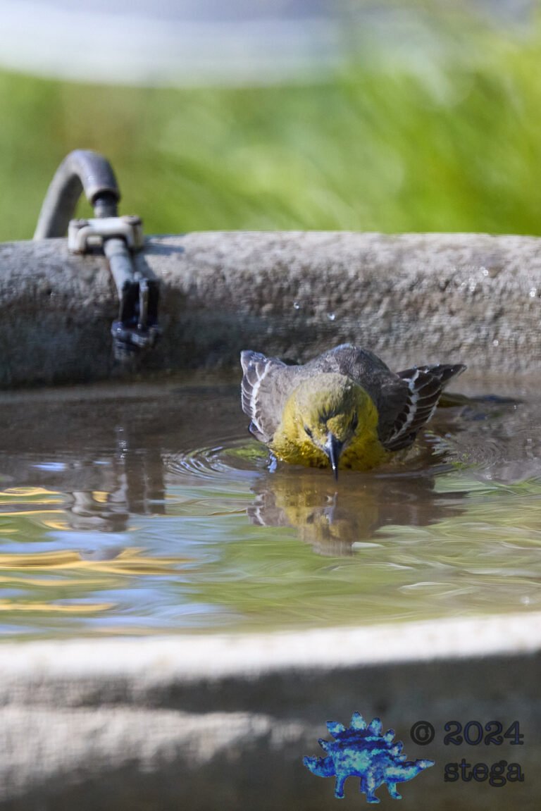 Hooded Oriole