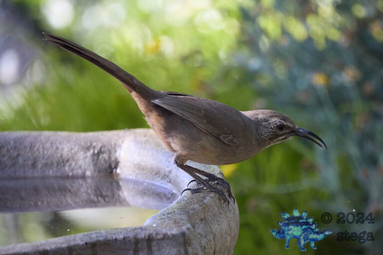 California Thrasher