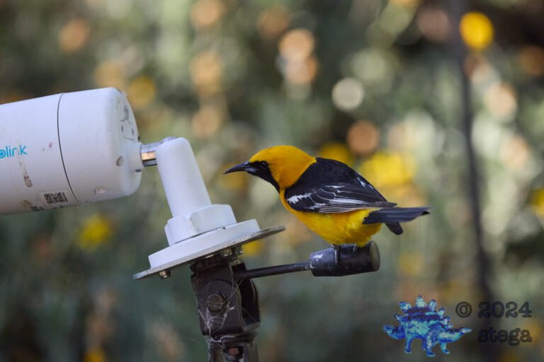 Hooded Oriole