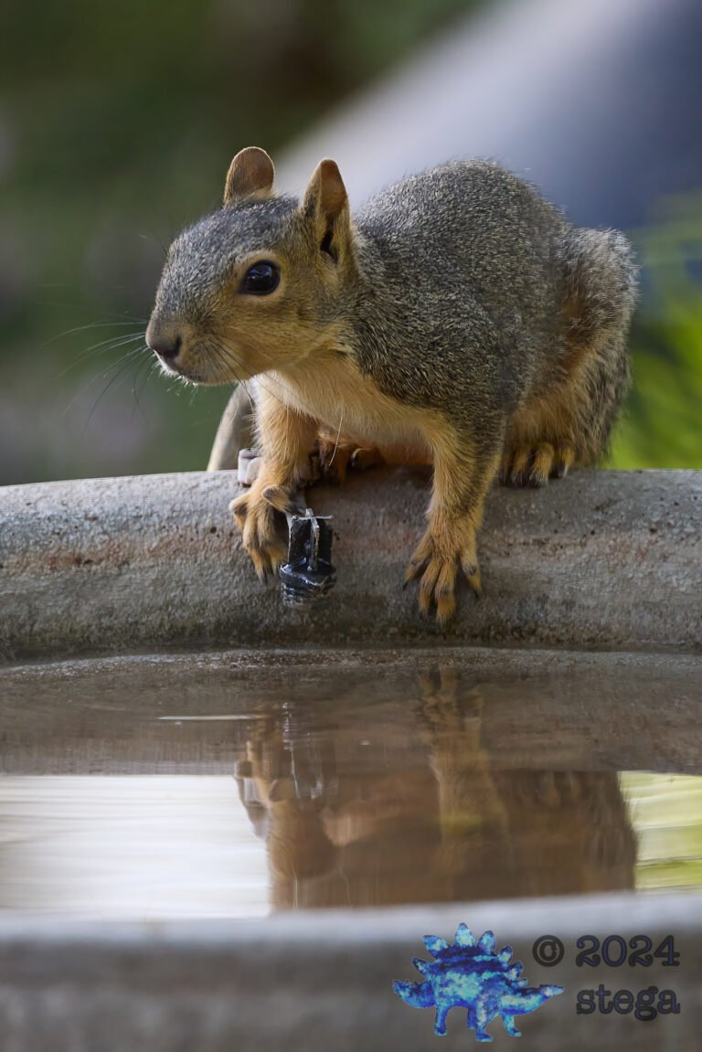 Fox Squirrel