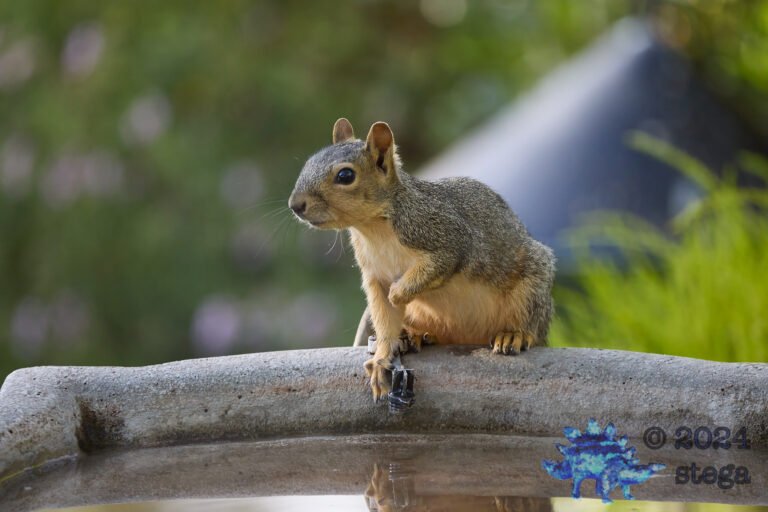 Fox Squirrel