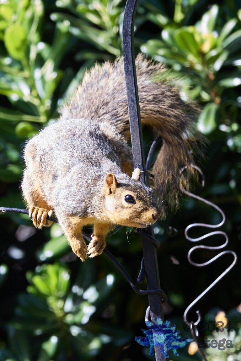 Fox Squirrel
