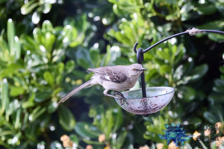 Northern Mockingbird