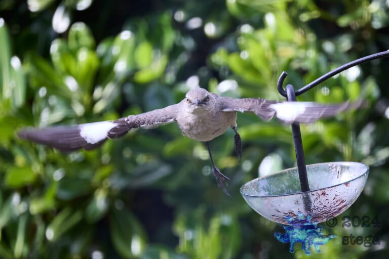 Northern Mockingbird
