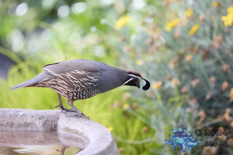 California Quail