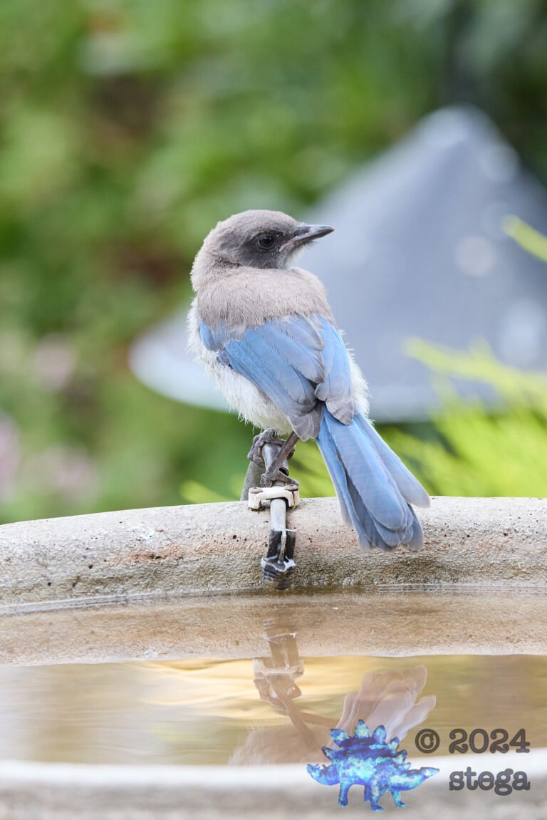 California Scrub Jay Week