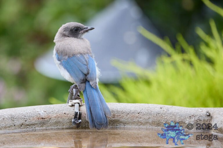California Scrub Jay Week