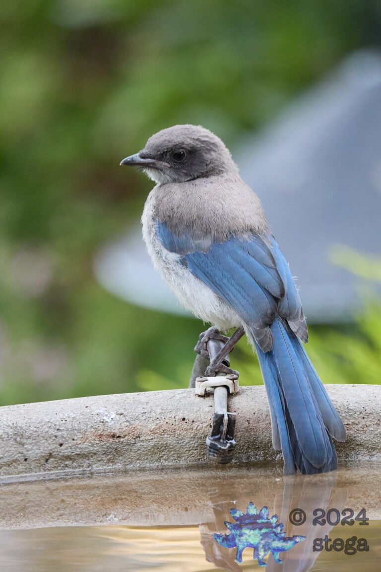 California Scrub Jay Week