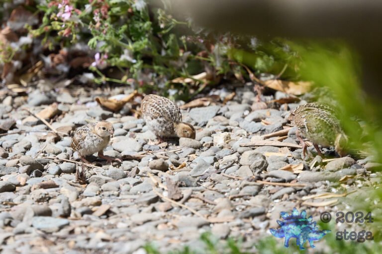 California Quail