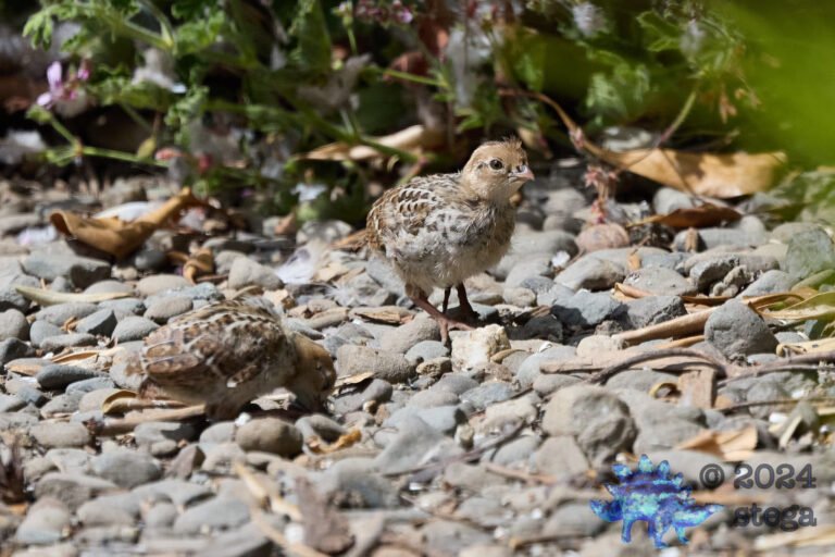 California Quail