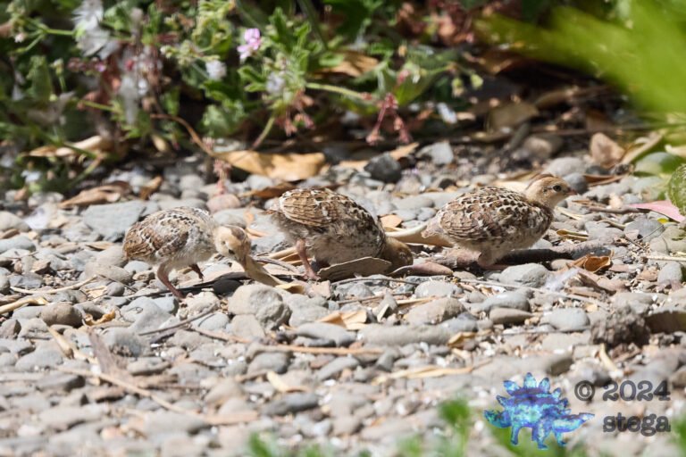 California Quail