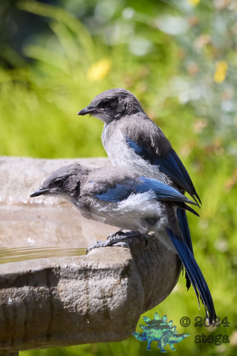 California Scrub Jay Week