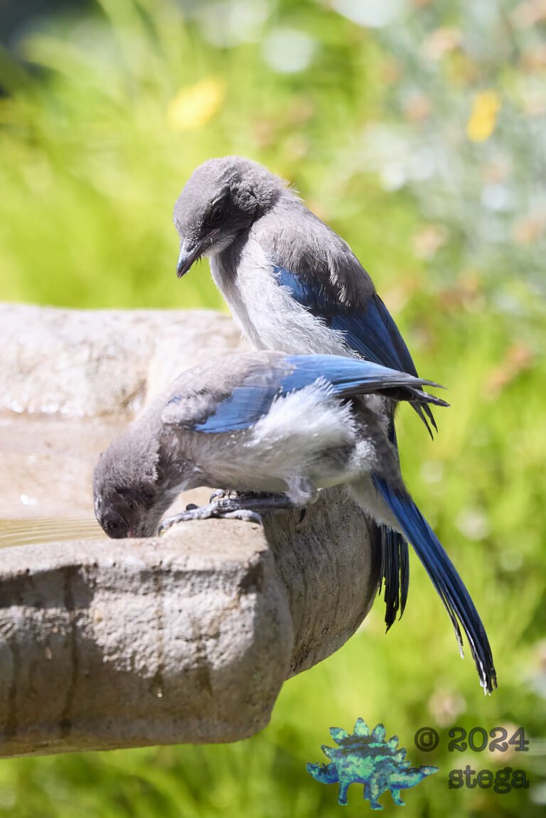 California Scrub Jay Week