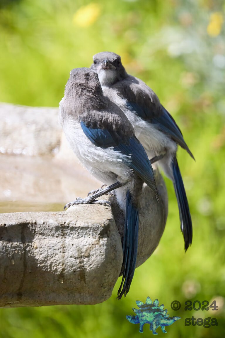 California Scrub Jay Week