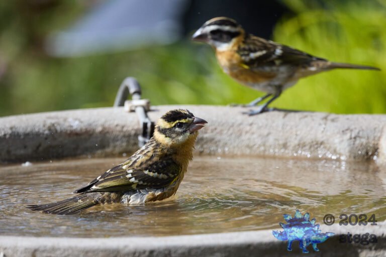 Black-Headed Grosbeak