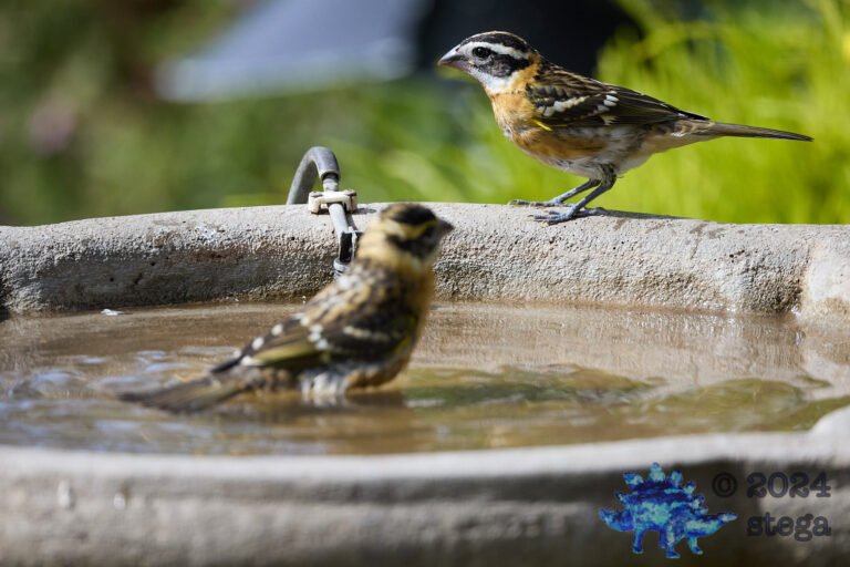 Black-Headed Grosbeak