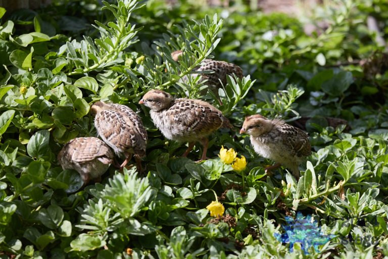 California Quail