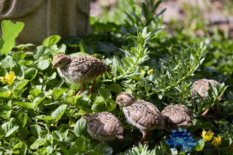 California Quail
