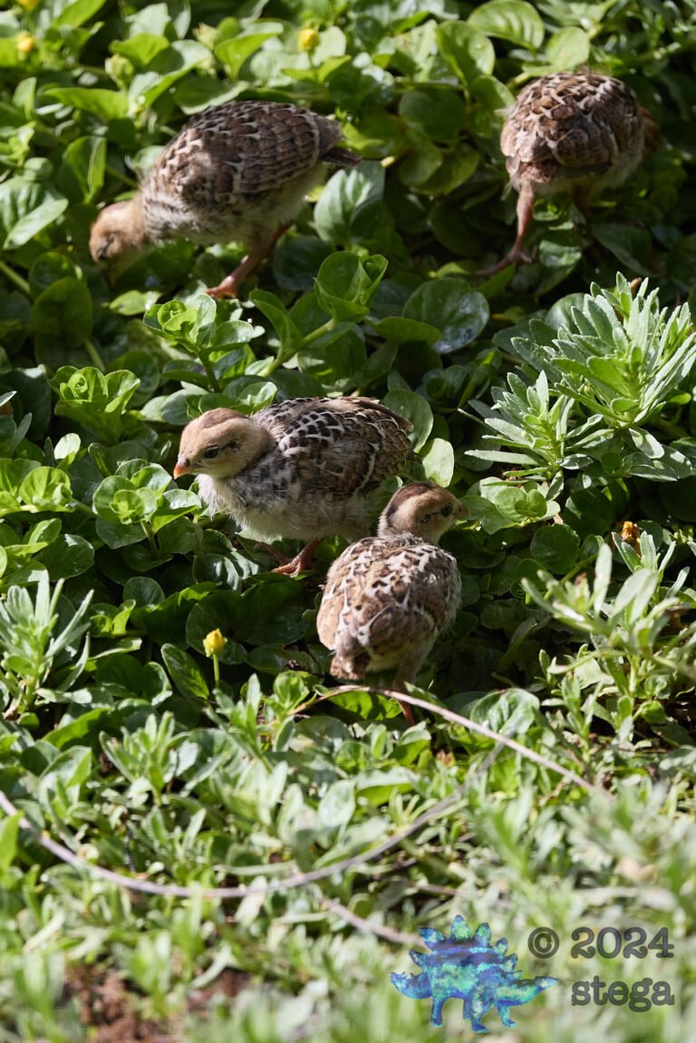 California Quail