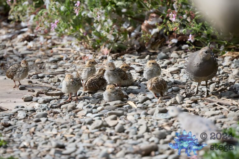 California Quail