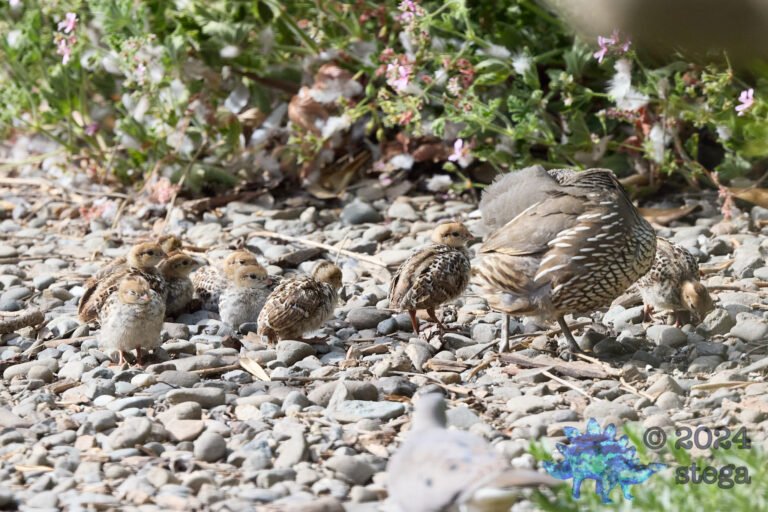 California Quail