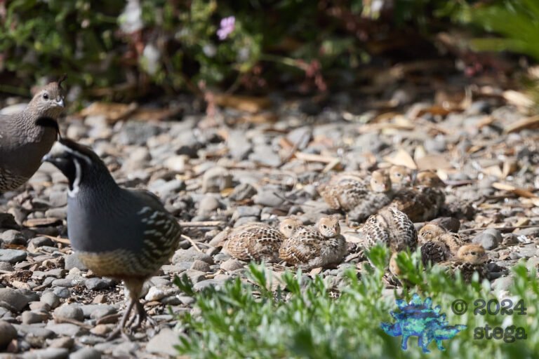 California Quail
