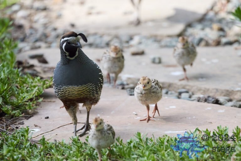 California Quail