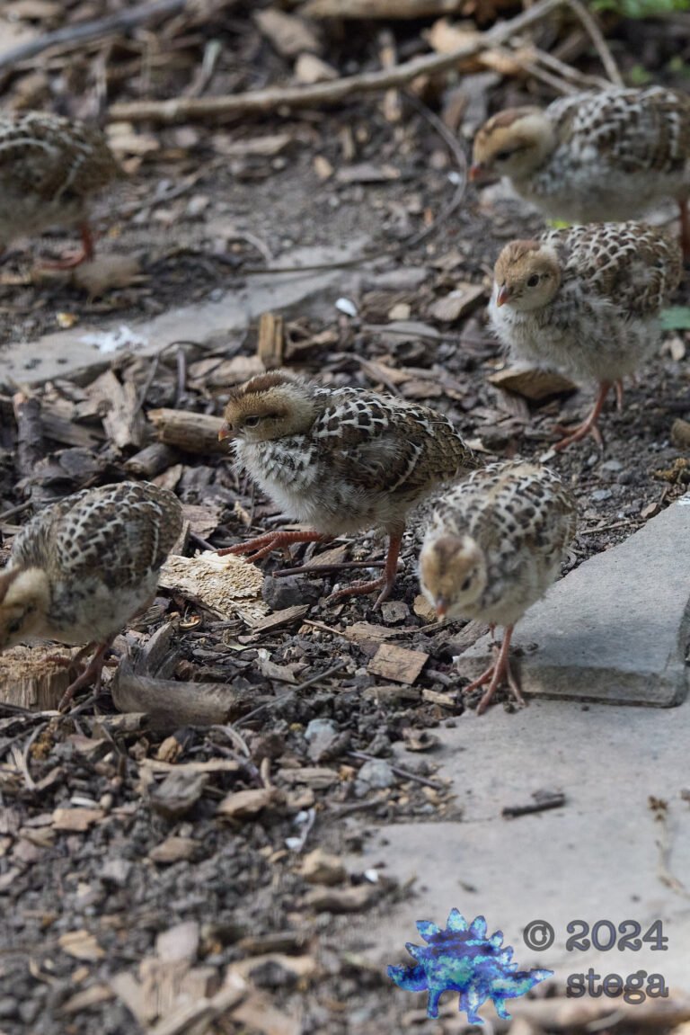 California Quail