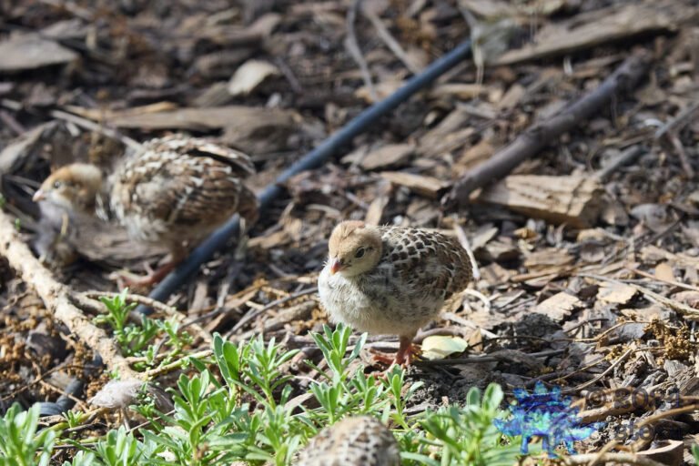 California Quail