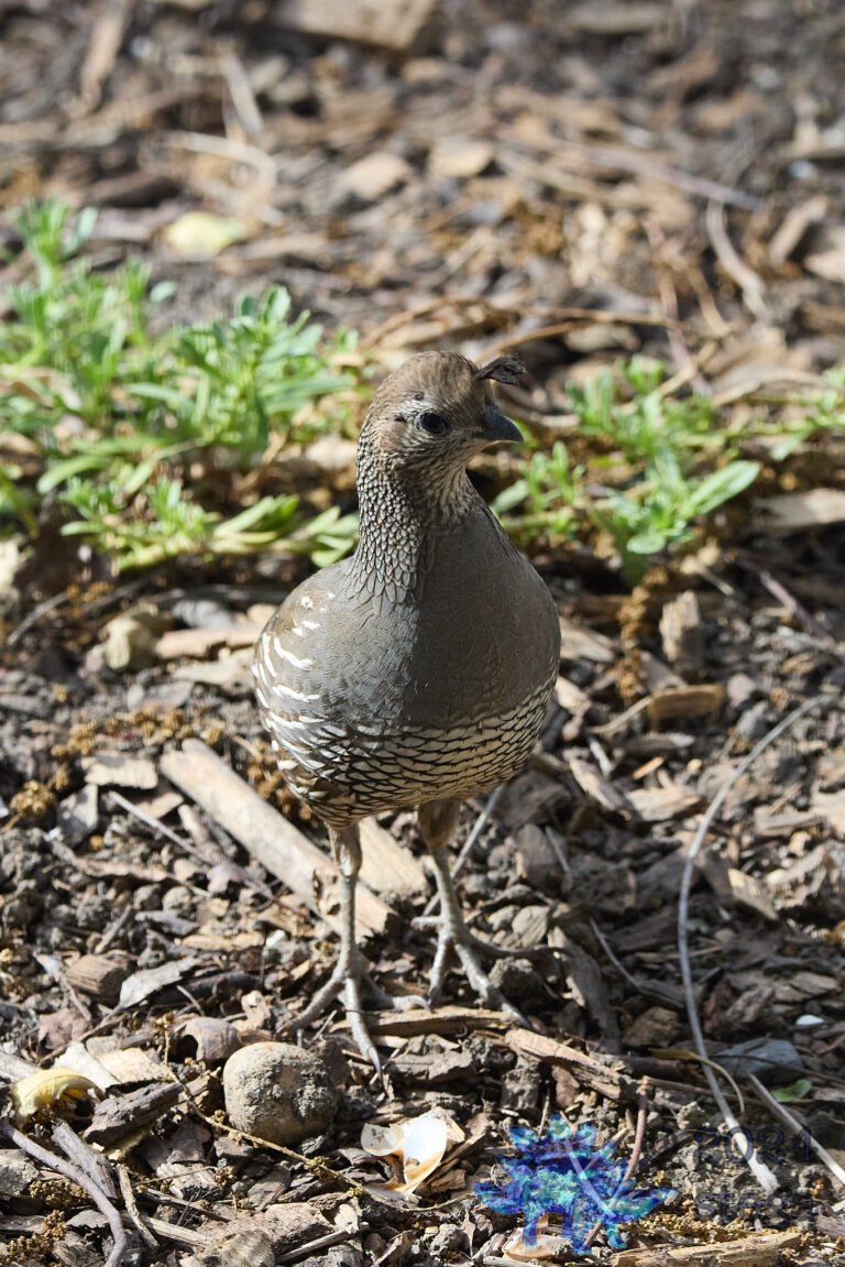 California Quail