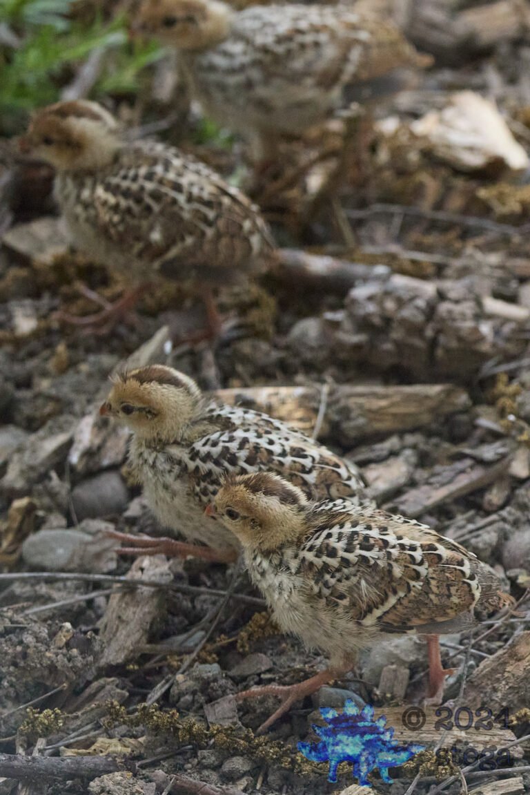 California Quail