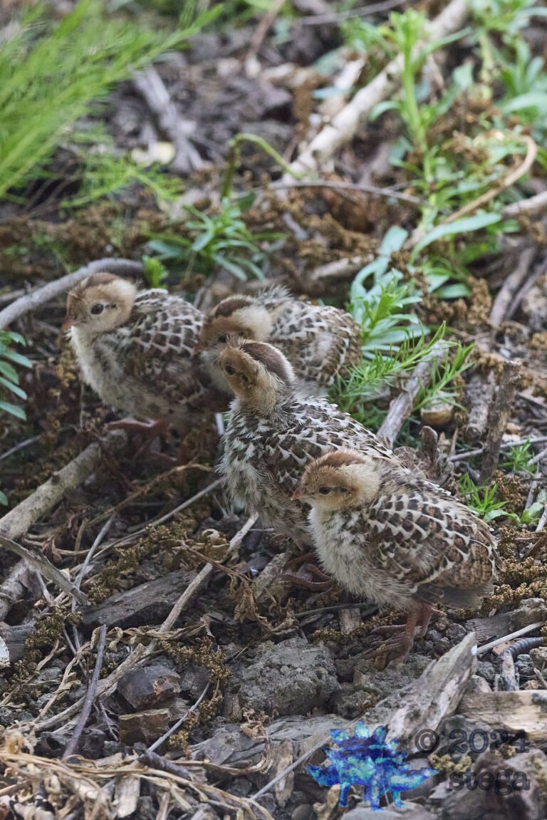 California Quail