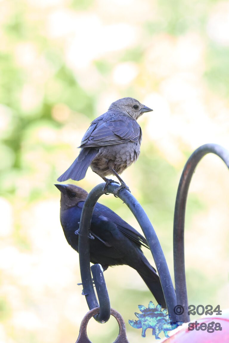 Brown-Headed Cowbird