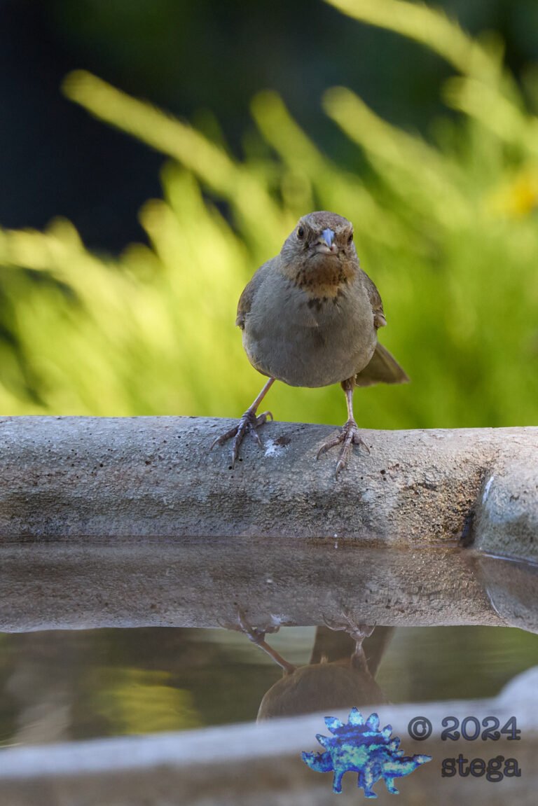 California Towhee
