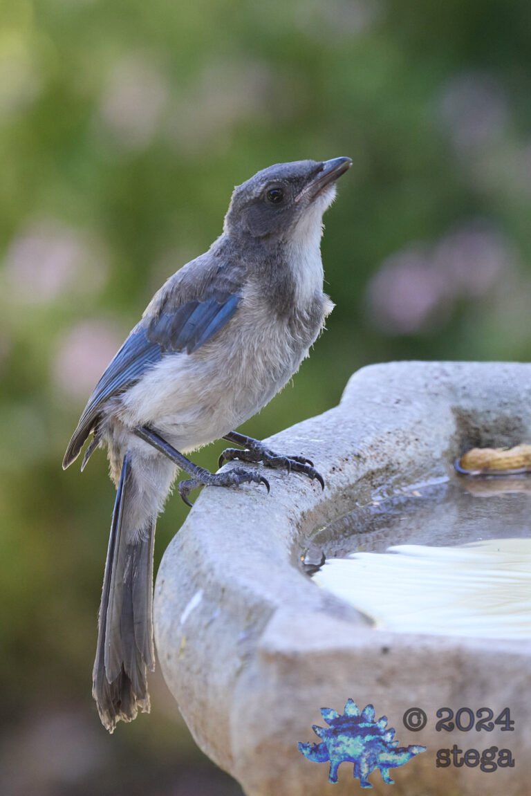 California Scrub Jay Week