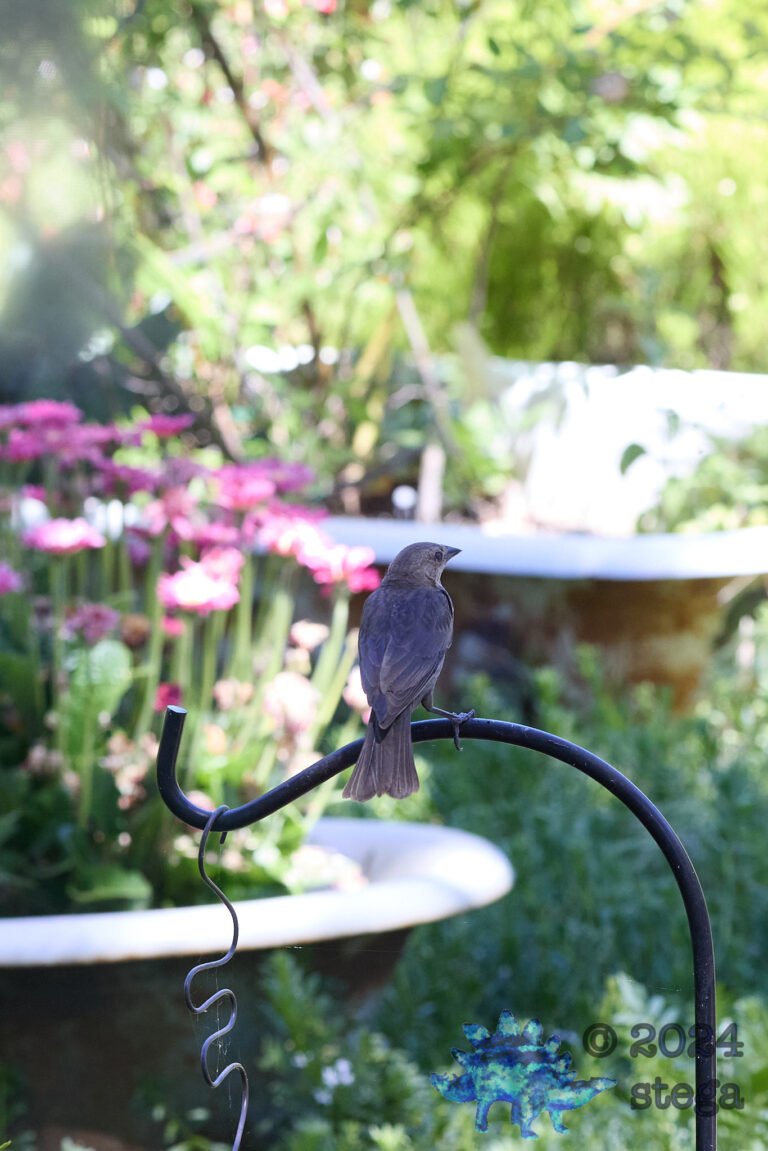 Brown-headed Cowbird